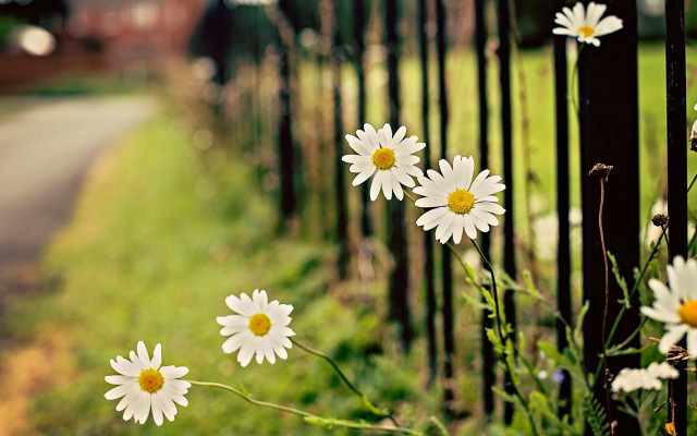 Daisies fence field road house free wallpaper - medium preview image