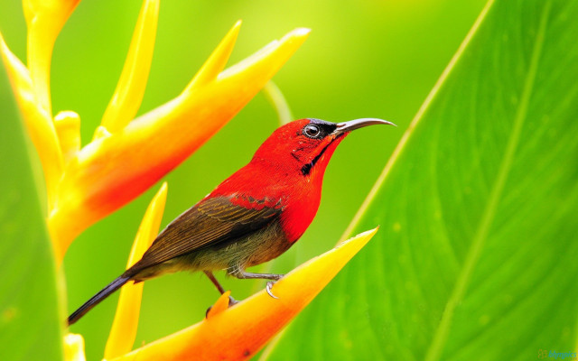 Small bird perched flower green free wallpaper - medium preview image