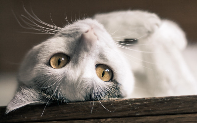 Cat yellow eyes over wooden free wallpaper - medium preview image