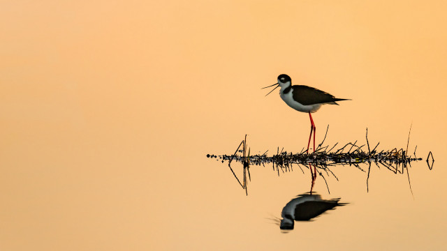 Bird stand water long beak free wallpaper - medium preview image