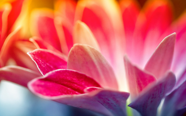 Pink yellow flower macro blurry #2 free wallpaper - medium preview image