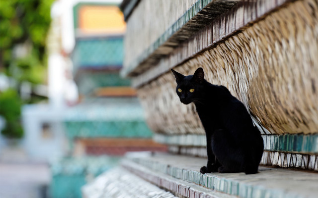 Black cat ledge building tree free wallpaper - medium preview image