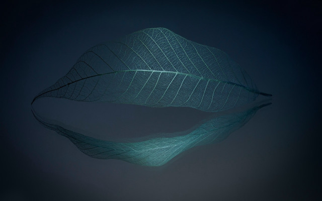 Large leaf wire hologram fiona free wallpaper - medium preview image