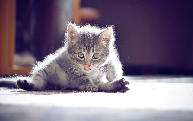 Kitten green eyes glamour pose free wallpaper - medium preview image
