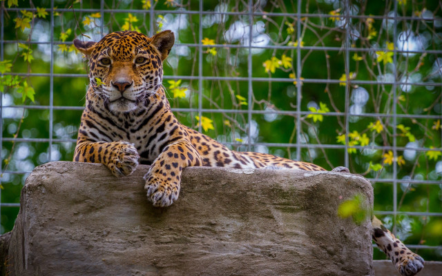 Leopard rock fence jungle camouflage free wallpaper - medium preview image