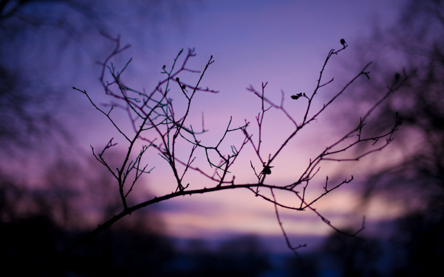 Purple sky macro branch leaves free wallpaper - medium preview image