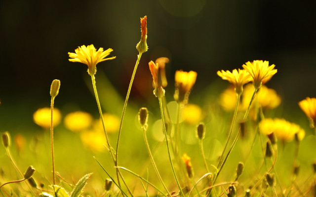 Yellow sunflower blurry background macro free wallpaper - medium preview image