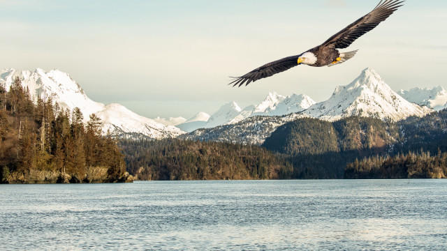 Bald eagle lake mountains snow free wallpaper - medium preview image
