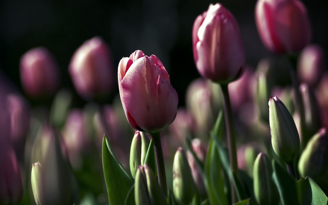Pink flowers grass budding macro free wallpaper - medium preview image
