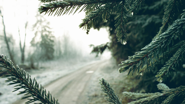 Pine snow forest road mountain free wallpaper - medium preview image