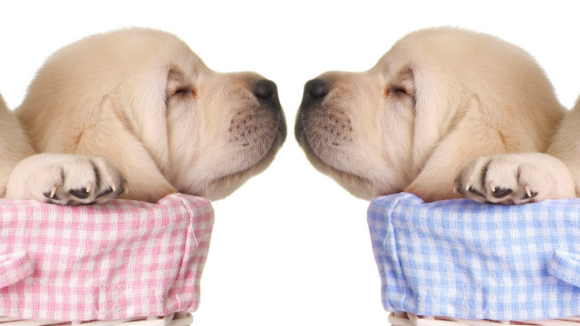 Puppy sleeping blanket nose touch free wallpaper - medium preview image