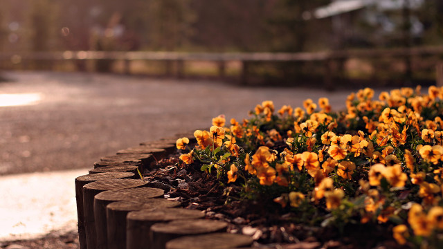 Flowers road side fence autumn free wallpaper - medium preview image