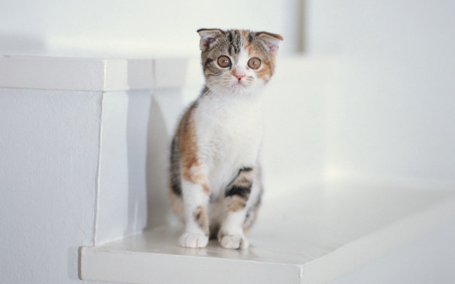 Sad cat ledge rococo blurry free wallpaper - medium preview image