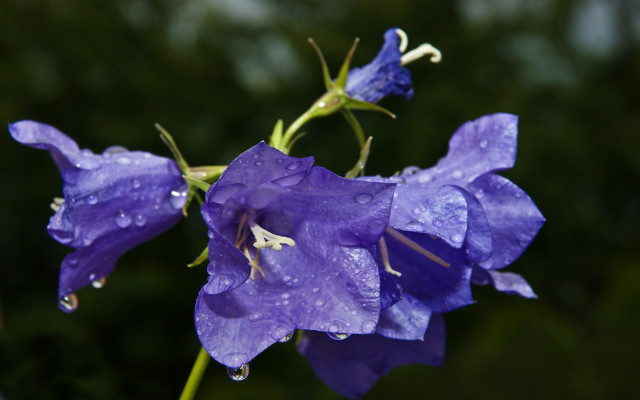 Purple flower water droplets macro #43 free wallpaper - medium preview image
