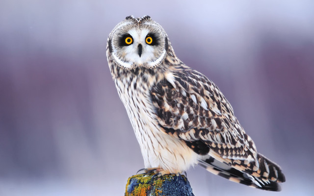Small owl perched rock yellow free wallpaper - medium preview image