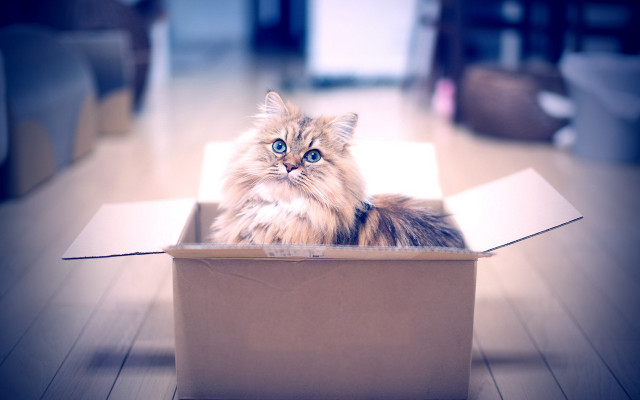 Cat box room blue eyes free wallpaper - medium preview image