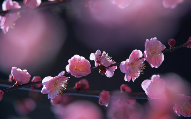 Pink flowers branch macro blurry free wallpaper - medium preview image