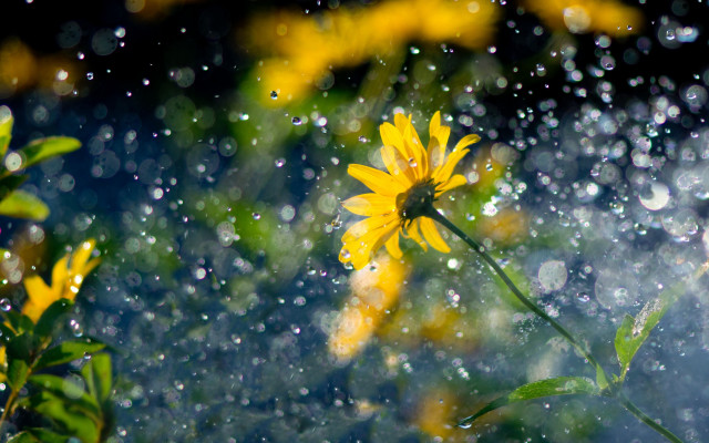 Yellow flower rain water droplets free wallpaper - medium preview image