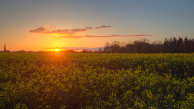 Yellow flowers sunset clouds cityscape free wallpaper - medium preview image