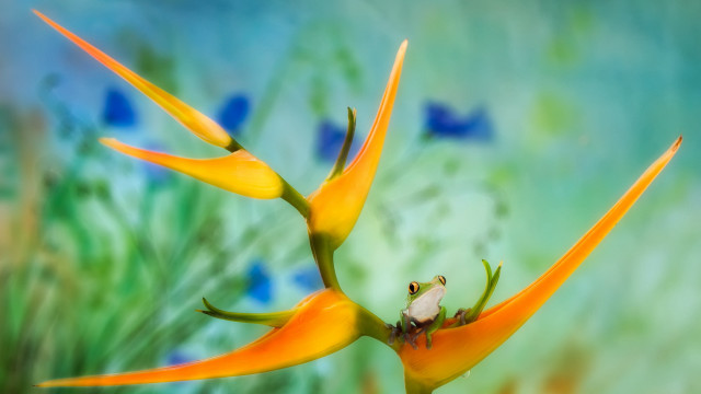 Frog flower butterflies green background free wallpaper - medium preview image