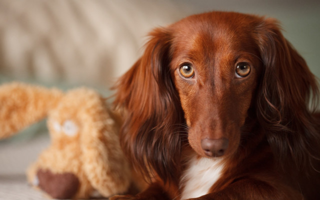 Dog stuffedanimal beddog photorealism depthoffield free wallpaper - medium preview image