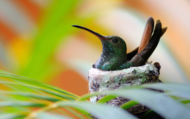 Hummingbird spread wings open beak free wallpaper - medium preview image