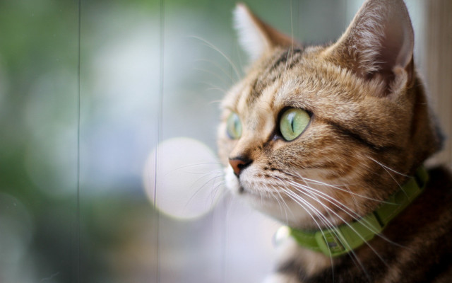 Cat green eyes window macro free wallpaper - medium preview image