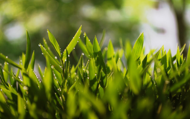 Green plant water droplets macro #27 free wallpaper - medium preview image