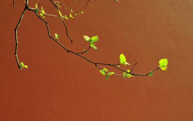 Branch leaves green wall gradient free wallpaper - medium preview image