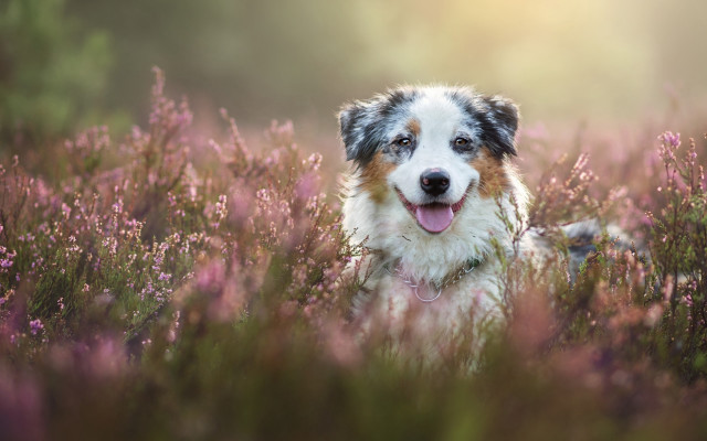 Dog sitting field flowers tongue #3 free wallpaper - medium preview image