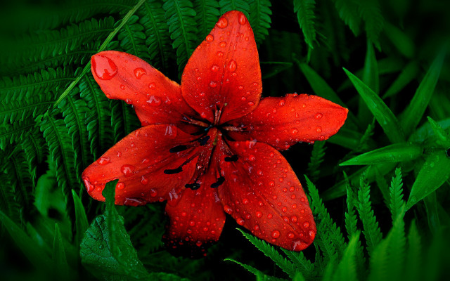 Red flower water droplets green #8 free wallpaper - medium preview image