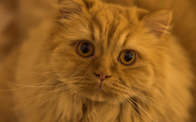 Cat big eyes rococo whiskers free wallpaper - medium preview image