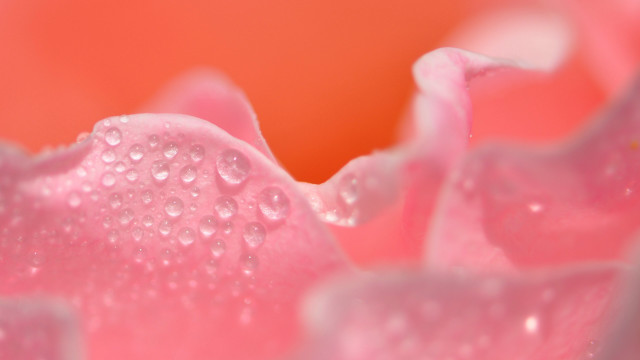 Pink flower water droplets impressionism free wallpaper - medium preview image