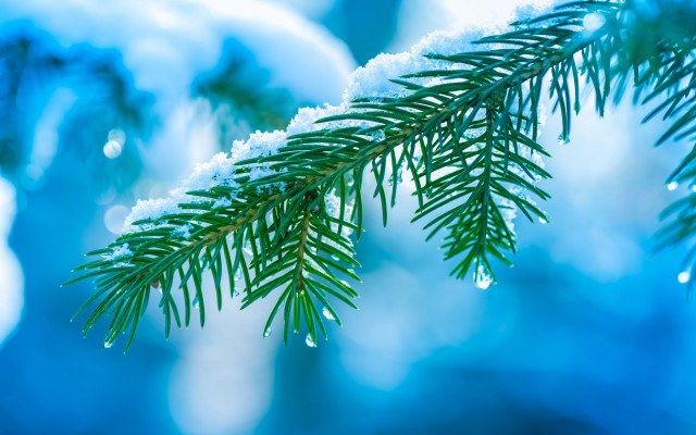 Pine snow blue background macro free wallpaper - medium preview image