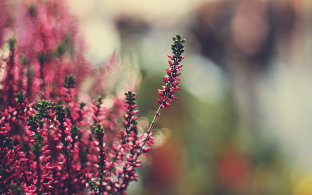 Flower bunch closeup blurry background free wallpaper - medium preview image
