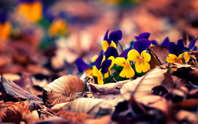 Autumn flower field blurry bokeh free wallpaper - medium preview image