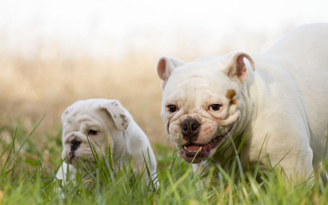 Dogs walking grass brown white free wallpaper - medium preview image