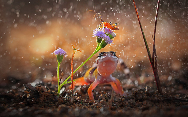 Frog rain flower bug macro free wallpaper - medium preview image