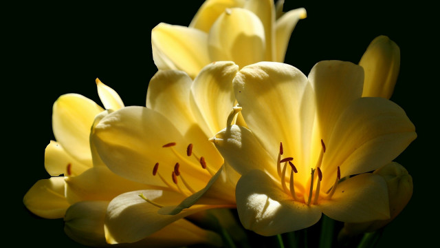 Yellow flowers vase table black free wallpaper - medium preview image