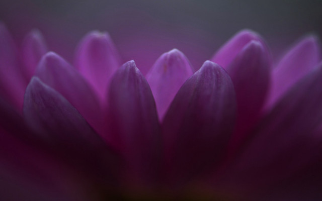 Purple flower macro shallow depth free wallpaper - medium preview image