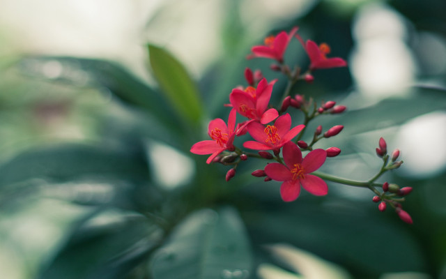 Camellia flower green leaves blurry free wallpaper - medium preview image