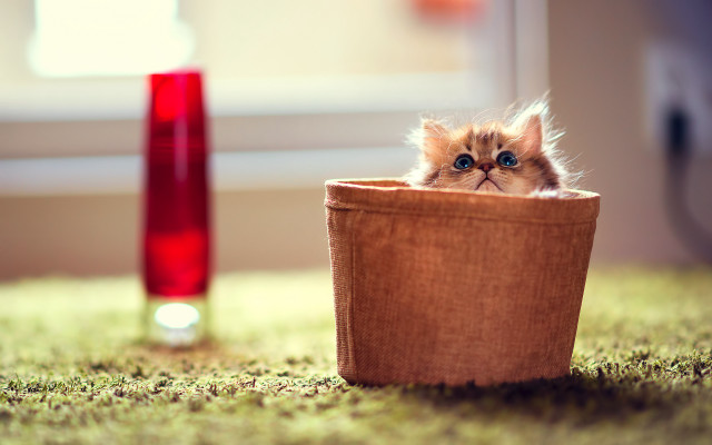 Small kitten basket red vase free wallpaper - medium preview image
