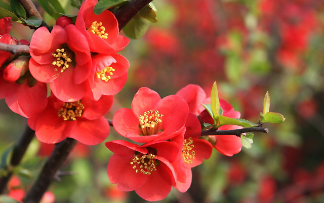 Red flower closeup bokeh nature free wallpaper - medium preview image