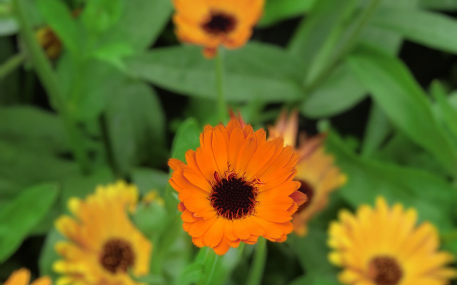 Flower leaves bokeh macro photorealism free wallpaper - medium preview image