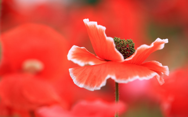 Flower macro red background torii free wallpaper - medium preview image