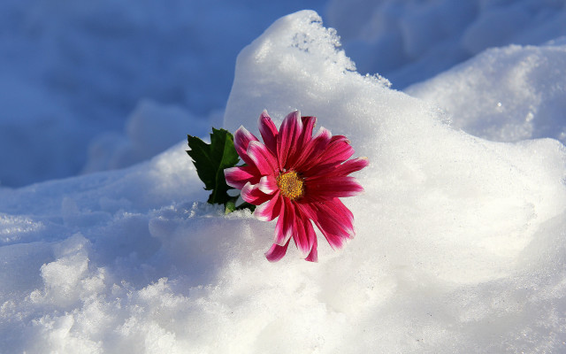 Pink flower snow sunny blue free wallpaper - medium preview image