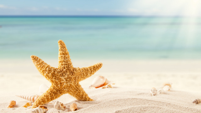 Starfish shells beach summer ocean free wallpaper - medium preview image