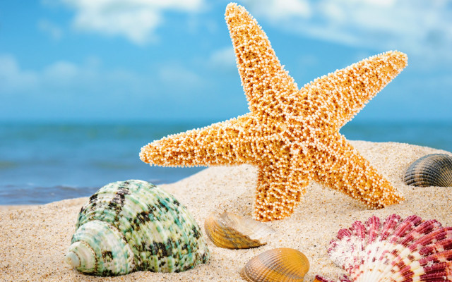 Starfish shells sandy beach ocean free wallpaper - medium preview image