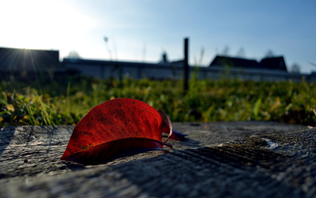 Red leaf grass fence building #2 free wallpaper - medium preview image