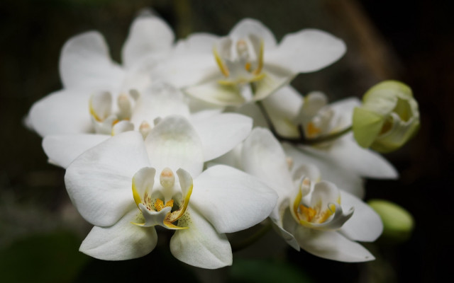 White flowers yellow centers garden #4 free wallpaper - medium preview image